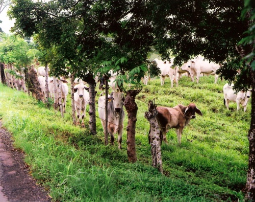 Costa Rica cows