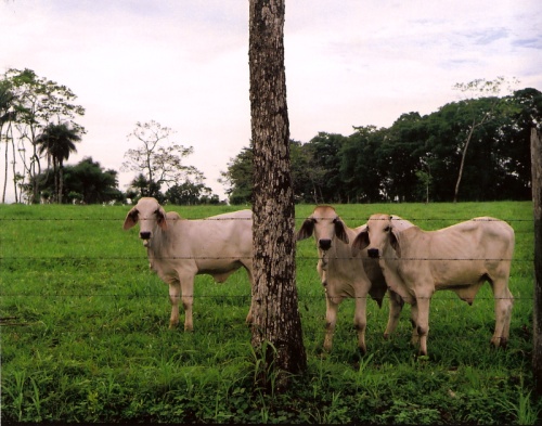 Costa Rica cows