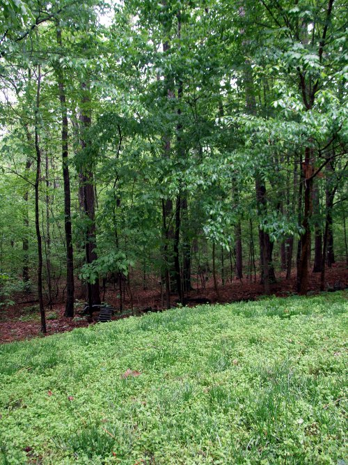 Forest green