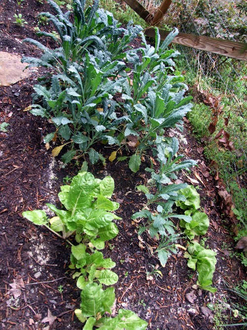 garden green