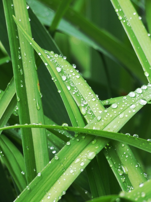 Green Study 1
