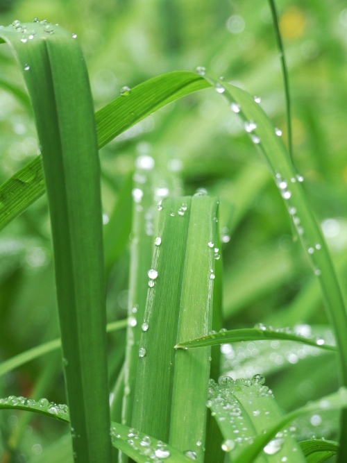 Green Study 2