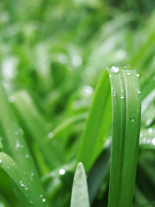 Green Study 3
